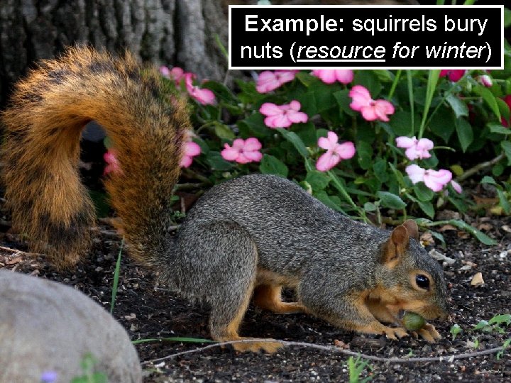 Example: squirrels bury nuts (resource for winter) 