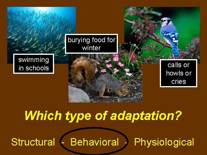 burying food for winter swimming in schools calls or howls or cries Which type