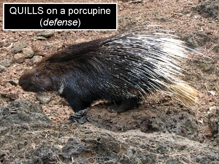 QUILLS on a porcupine (defense) 