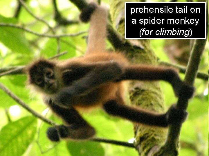 prehensile tail on a spider monkey (for climbing) 