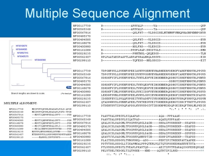 Multiple Sequence Alignment 33 