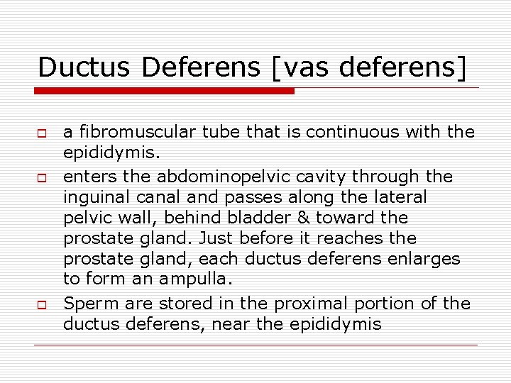 Ductus Deferens [vas deferens] o o o a fibromuscular tube that is continuous with