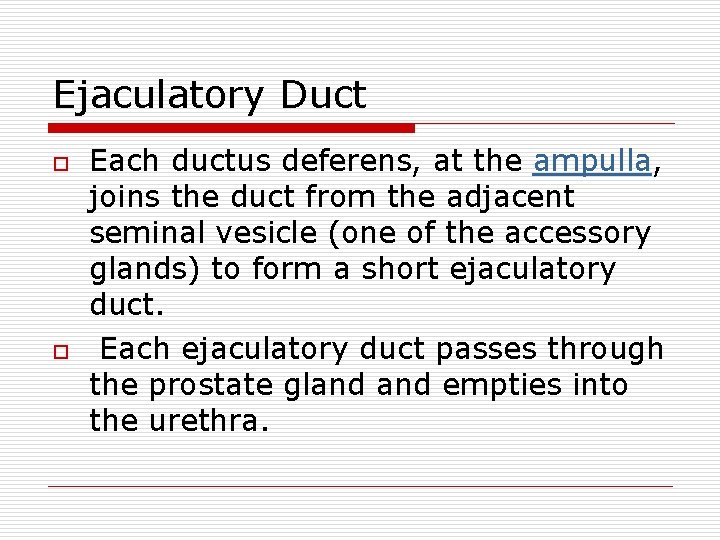 Ejaculatory Duct o o Each ductus deferens, at the ampulla, joins the duct from