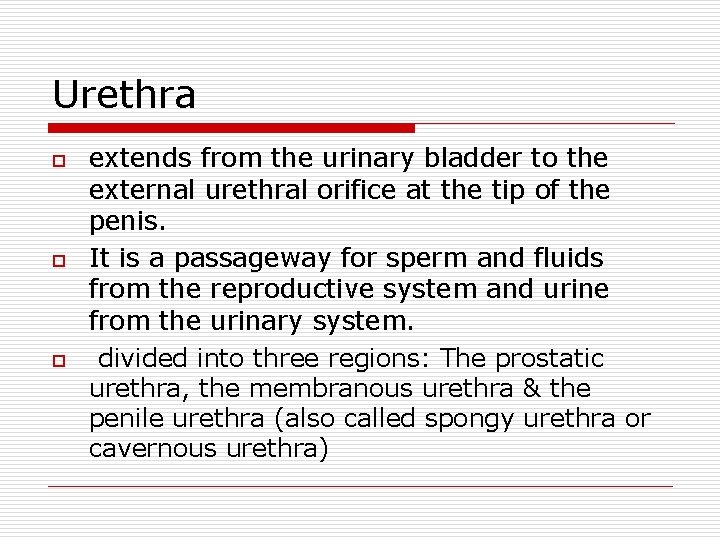 Urethra o o o extends from the urinary bladder to the external urethral orifice