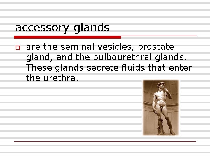 accessory glands o are the seminal vesicles, prostate gland, and the bulbourethral glands. These