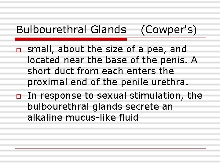 Bulbourethral Glands o o (Cowper's) small, about the size of a pea, and located