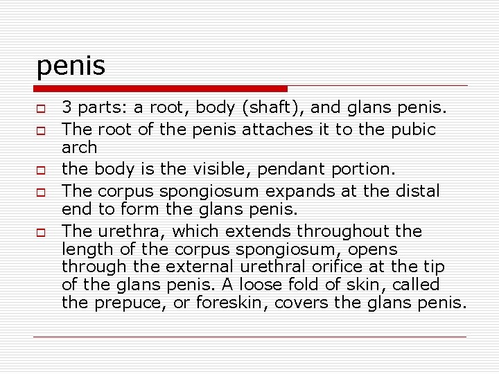 penis o o o 3 parts: a root, body (shaft), and glans penis. The