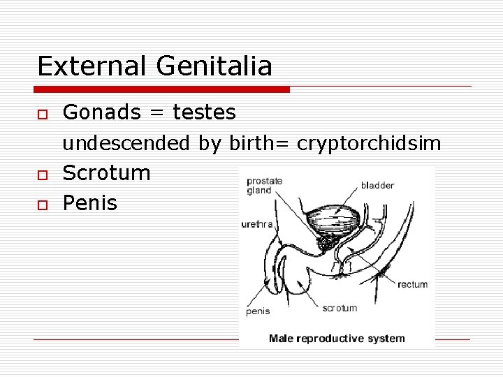 External Genitalia o Gonads = testes undescended by birth= cryptorchidsim o o Scrotum Penis