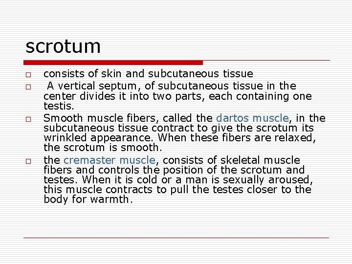scrotum o o consists of skin and subcutaneous tissue A vertical septum, of subcutaneous