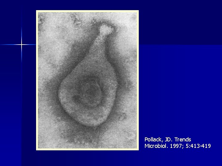 Pollack, JD. Trends Microbiol. 1997; 5: 413 -419 