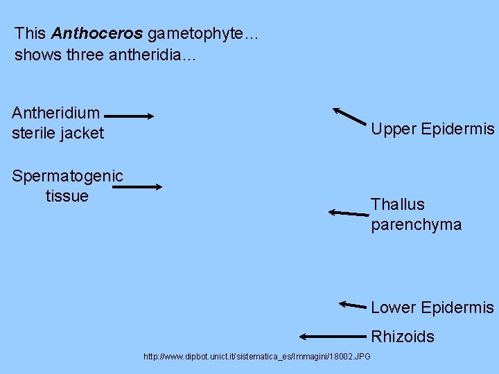 This Anthoceros gametophyte… shows three antheridia… Antheridium sterile jacket Spermatogenic tissue Upper Epidermis Thallus