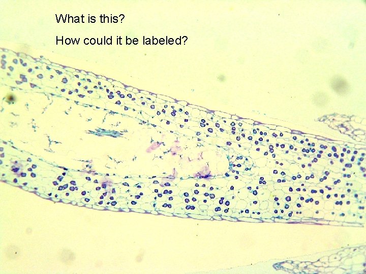 What is this? How could it be labeled? 