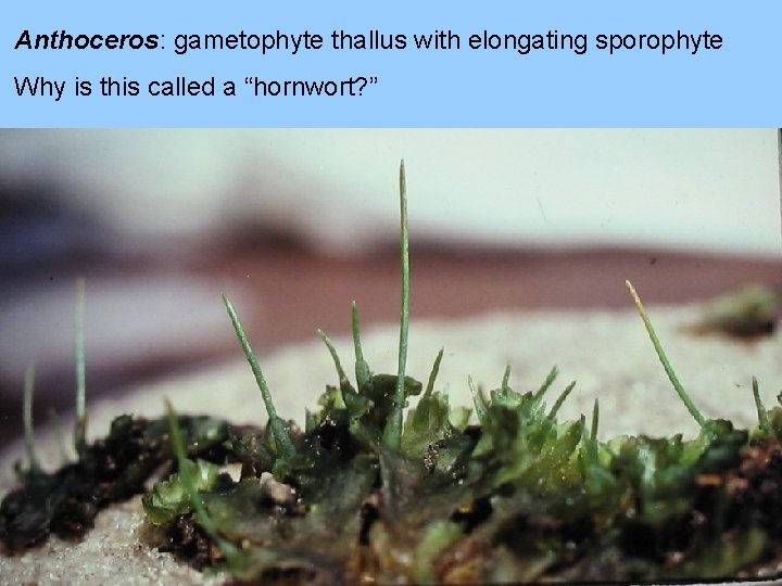 Anthoceros: gametophyte thallus with elongating sporophyte Why is this called a “hornwort? ” 