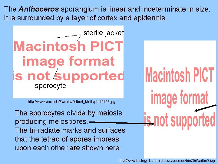 The Anthoceros sporangium is linear and indeterminate in size. It is surrounded by a