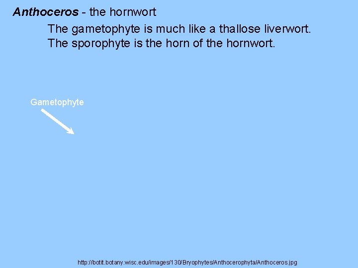 Anthoceros - the hornwort The gametophyte is much like a thallose liverwort. The sporophyte