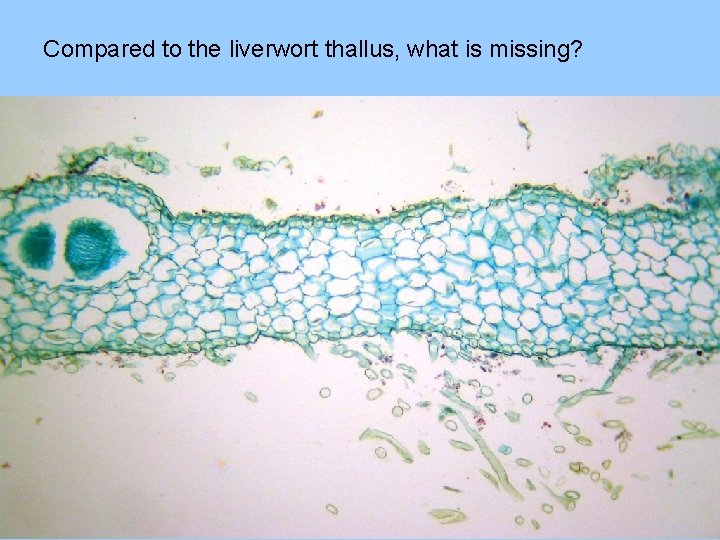 Compared to the liverwort thallus, what is missing? 