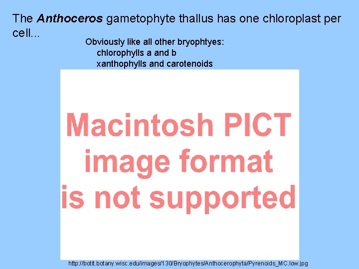 The Anthoceros gametophyte thallus has one chloroplast per cell. . . Obviously like all