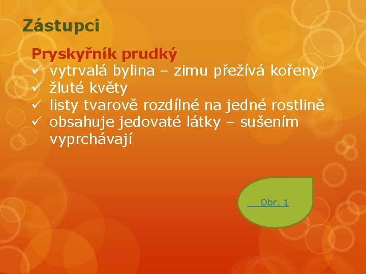 Zástupci Pryskyřník prudký ü vytrvalá bylina – zimu přežívá kořeny ü žluté květy ü