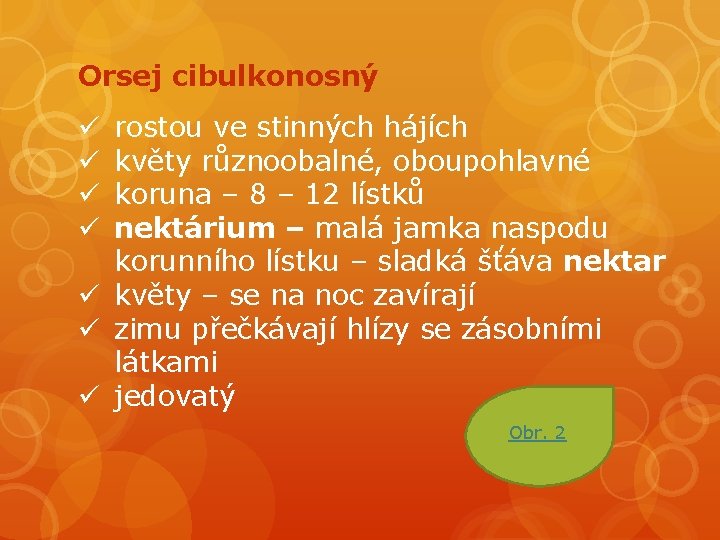 Orsej cibulkonosný rostou ve stinných hájích květy různoobalné, oboupohlavné koruna – 8 – 12