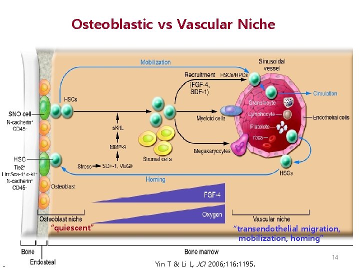 Osteoblastic vs Vascular Niche “quiescent” . “transendothelial migration, mobilization, homing” Yin T & Li