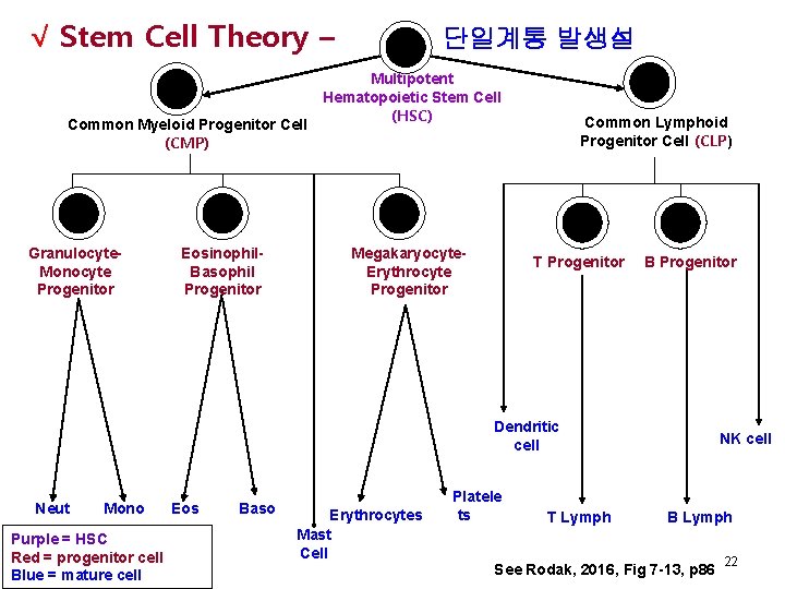  √ Stem Cell Theory – Common Myeloid Progenitor Cell (CMP) Granulocyte. Monocyte Progenitor