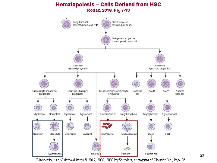 Hematopoiesis – Cells Derived from HSC Rodak, 2016, Fig 7 -13 23 Elsevier items