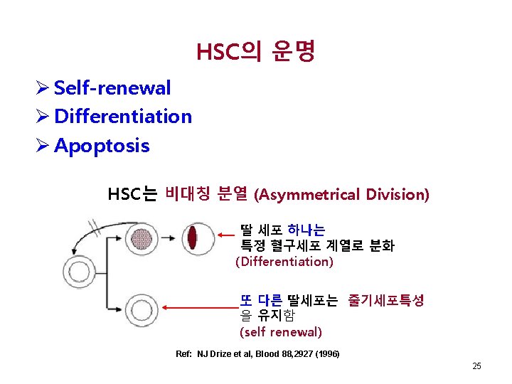 HSC의 운명 Ø Self-renewal Ø Differentiation Ø Apoptosis HSC는 비대칭 분열 (Asymmetrical Division) 딸
