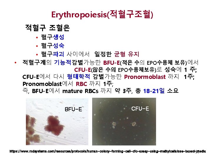 Erythropoiesis(적혈구조혈) 적혈구 조혈은 • 혈구생성 • 혈구성숙 • 혈구파괴 사이에서 일정한 균형 유지 •