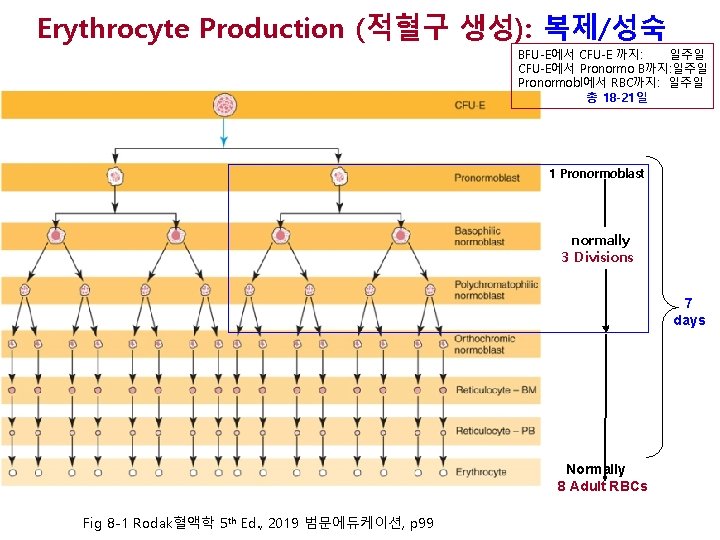Erythrocyte Production (적혈구 생성): 복제/성숙 BFU-E에서 CFU-E 까지: 일주일 CFU-E에서 Pronormo B까지: 일주일 Pronormobl에서