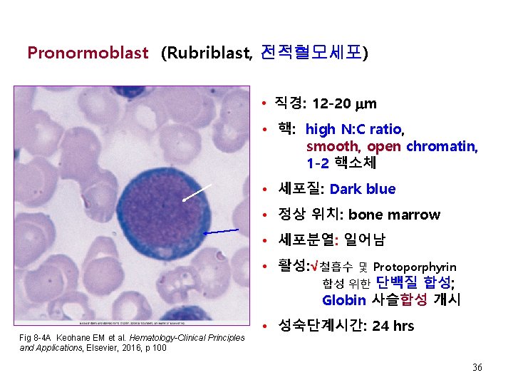 Pronormoblast (Rubriblast, 전적혈모세포) • 직경: 12 -20 m • 핵: high N: C ratio,