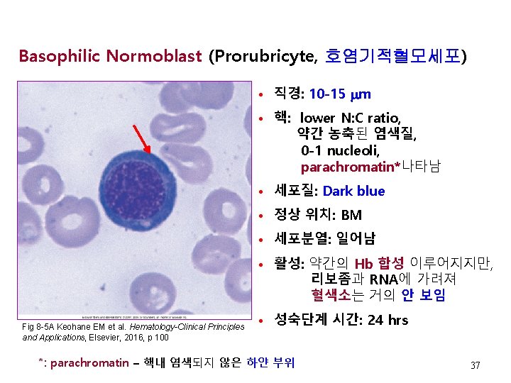 Basophilic Normoblast (Prorubricyte, 호염기적혈모세포) • 직경: 10 -15 m • 핵: lower N: C