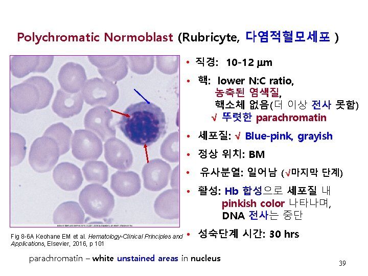 Polychromatic Normoblast (Rubricyte, 다염적혈모세포 ) • 직경: 10 -12 m • 핵: lower N: