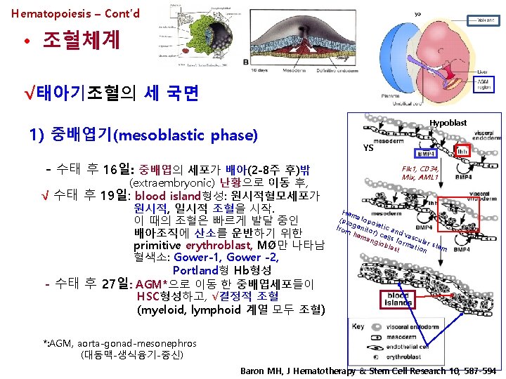 Hematopoiesis – Cont’d • 조혈체계 √태아기조혈의 세 국면 Hypoblast 1) 중배엽기(mesoblastic phase) YS -