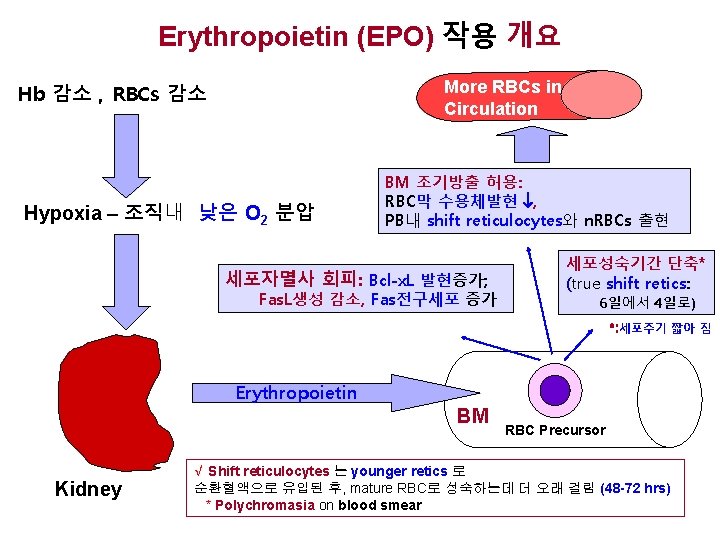 Erythropoietin (EPO) 작용 개요 More RBCs in Circulation Hb 감소 , RBCs 감소 Hypoxia