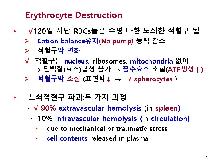 Erythrocyte Destruction • √ 120일 지난 RBCs들은 수명 다한 노쇠한 적혈구 됨 Ø Ø