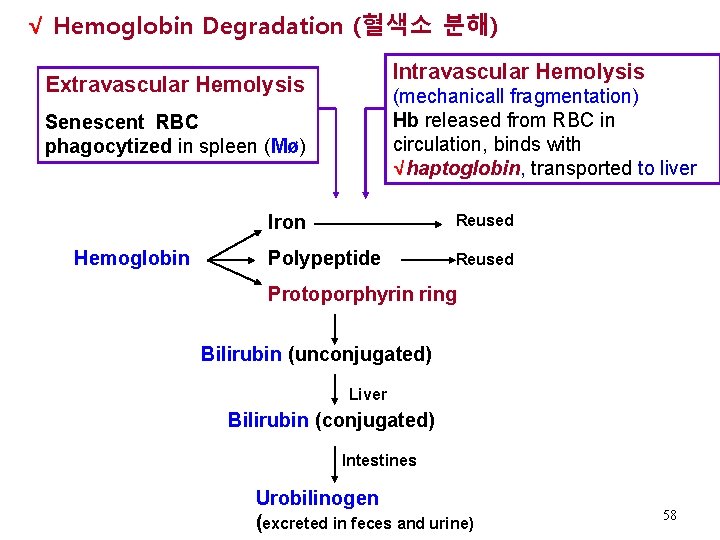 √ Hemoglobin Degradation (혈색소 분해) Intravascular Hemolysis Extravascular Hemolysis (mechanicall fragmentation) Hb released from