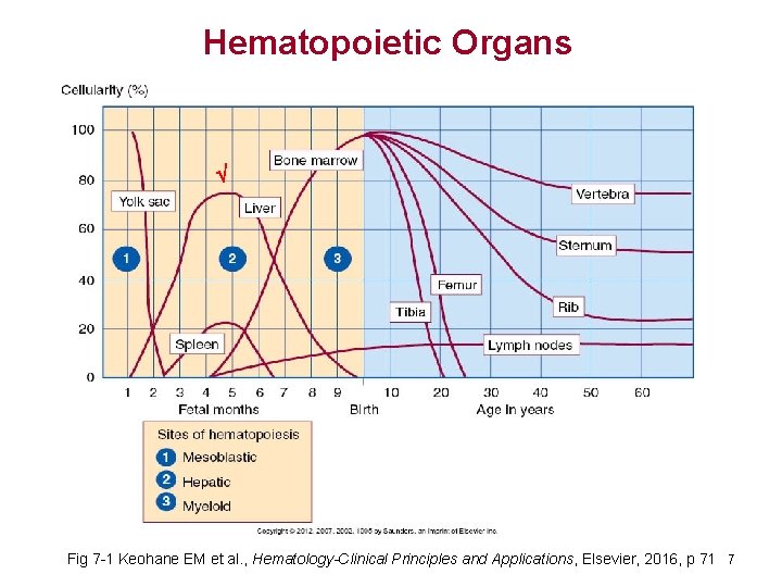 Hematopoietic Organs √ Fig 7 -1 Keohane EM et al. , Hematology-Clinical Principles and