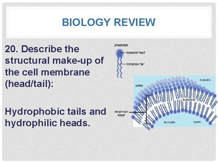 BIOLOGY REVIEW 20. Describe the structural make-up of the cell membrane (head/tail): Hydrophobic tails