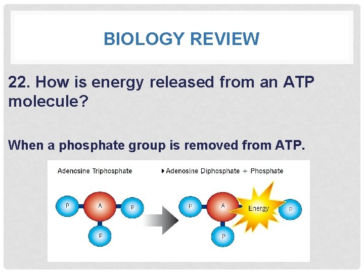 BIOLOGY REVIEW 22. How is energy released from an ATP molecule? When a phosphate