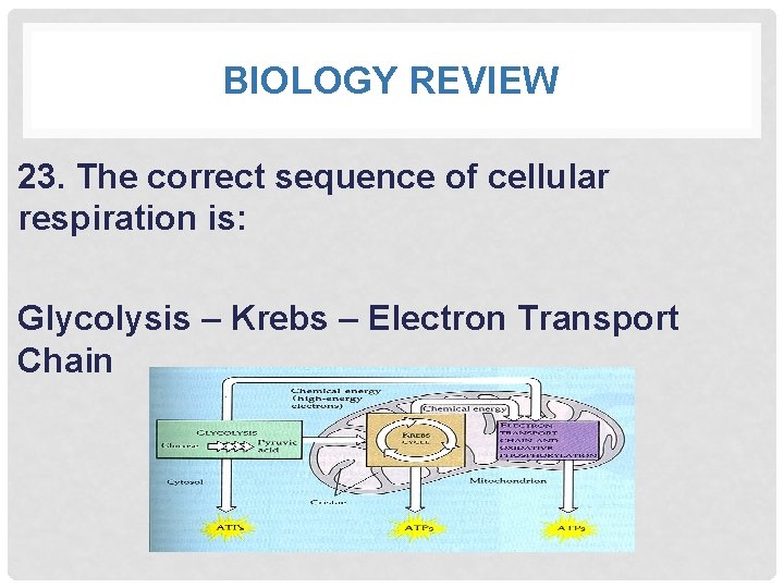 BIOLOGY REVIEW 23. The correct sequence of cellular respiration is: Glycolysis – Krebs –