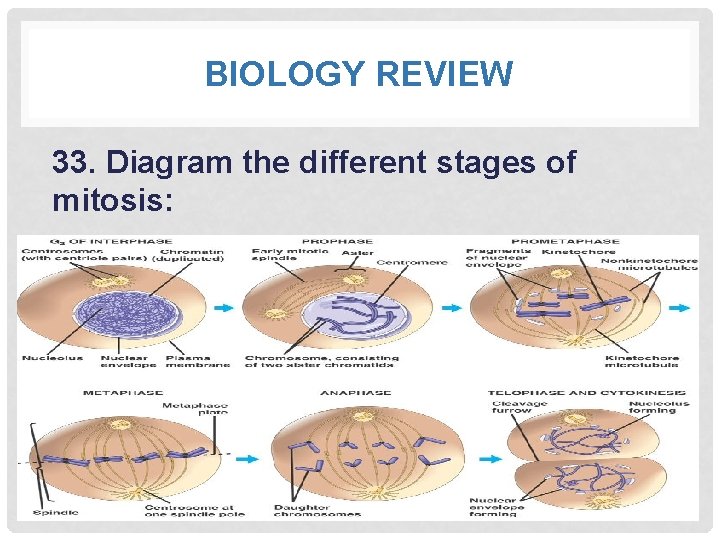 BIOLOGY REVIEW 33. Diagram the different stages of mitosis: 