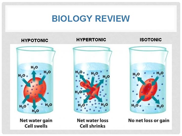 BIOLOGY REVIEW HYPOTONIC HYPERTONIC ISOTONIC 