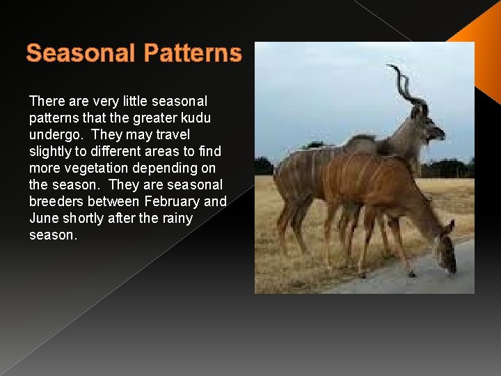 Seasonal Patterns There are very little seasonal patterns that the greater kudu undergo. They