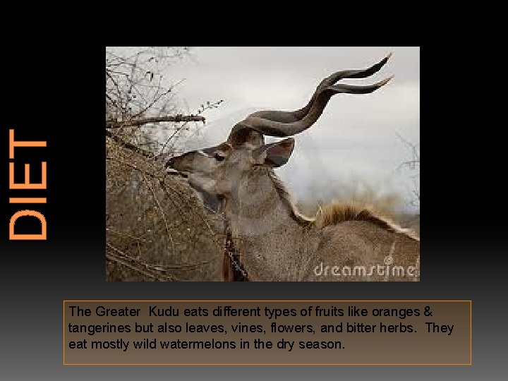 DIET The Greater Kudu eats different types of fruits like oranges & tangerines but