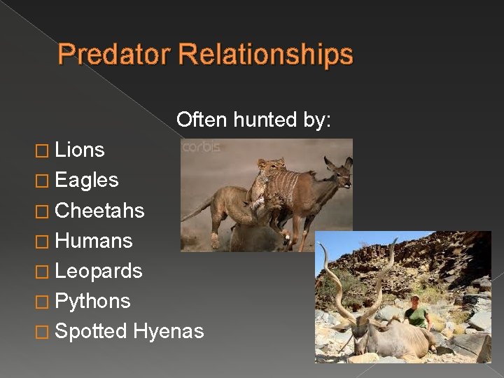 Predator Relationships Often hunted by: � Lions � Eagles � Cheetahs � Humans �