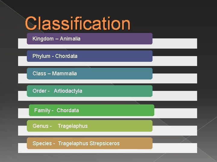 Classification Kingdom – Animalia Phylum - Chordata Class – Mammalia Order - Artiodactyla Family