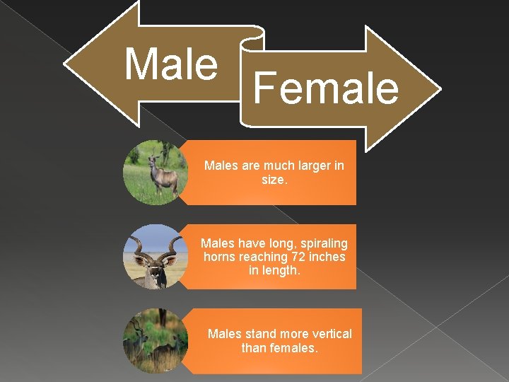 Male Female Males are much larger in size. Males have long, spiraling horns reaching