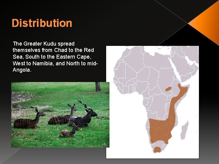 Distribution The Greater Kudu spread themselves from Chad to the Red Sea, South to
