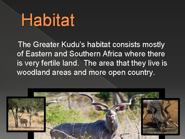 Habitat The Greater Kudu’s habitat consists mostly of Eastern and Southern Africa where there