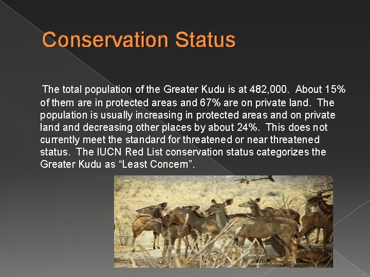 Conservation Status The total population of the Greater Kudu is at 482, 000. About